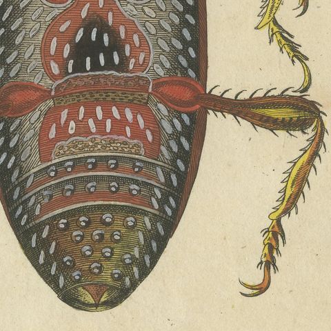 Grain Weevil Magnified Under the Microscope, Antique Bertuch Print, circa 1815, close-up 4