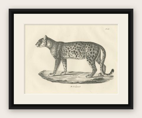 19th-Century Lithograph of the Leopard in a Graceful Standing Pose, shown framed