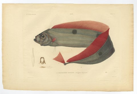 Rare Handcolored Fish Print of the Trachipterus trachypterus, a Ribbonfish, 1842, view 3