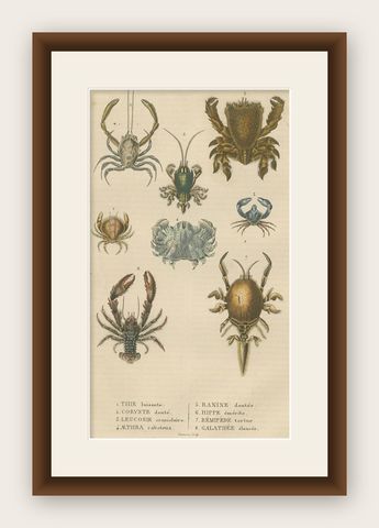 Crustacean Varieties in Drapiez's Natural Sciences Dictionary, 1845, shown framed