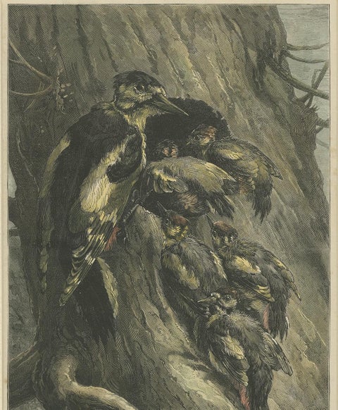 Antique Bird Print of Woodpeckers '1879', view 3