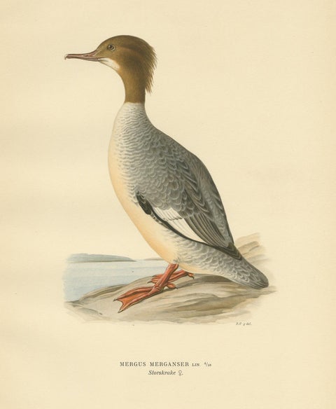 Antique Bird Print of a Female Common Merganser by Von Wright, '1929', view 2