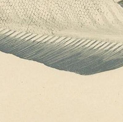 Antique Print of the Blue Whiting Fish by J. Couch, circa 1870, close-up 2