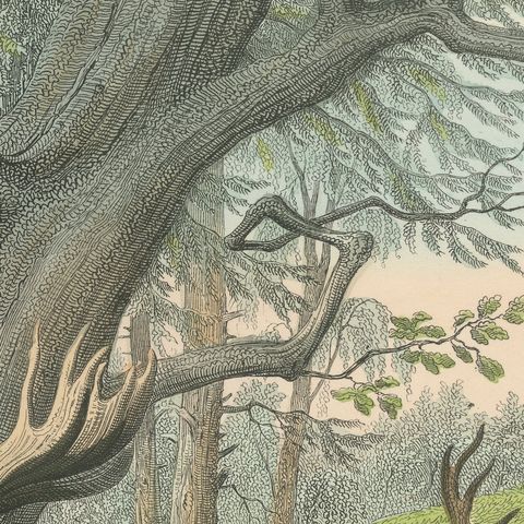 Antique Deer Print with Elk, Reindeer and Red Deer Stag, Kolb, circa 1890, close-up 1