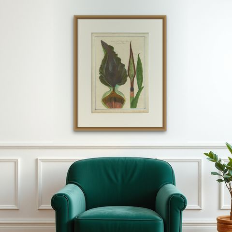 Dragon Arum, Poisonous Plant Botanical Engraving, Thornton, 1802, shown framed on a wall