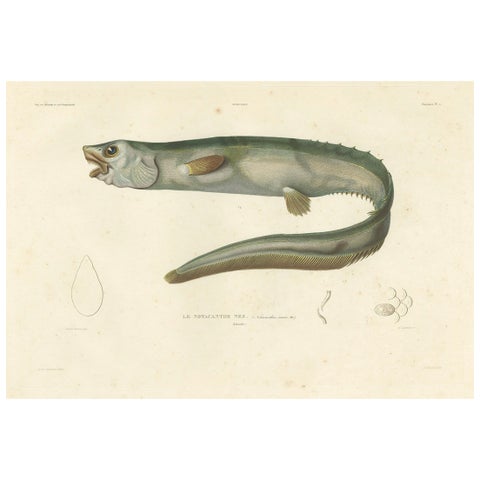 Antique Print of the Deep-Sea Spiny Eel (Notacanthus nasus), Paris, 1845