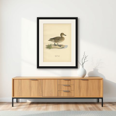Antique Bird Print of a Female Northern Pintail by Von Wright, '1929', shown framed on a wall