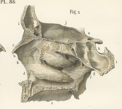 The Bony Nasal Cavity, Antique Hirschfeld Anatomy Print, 1866, view 4