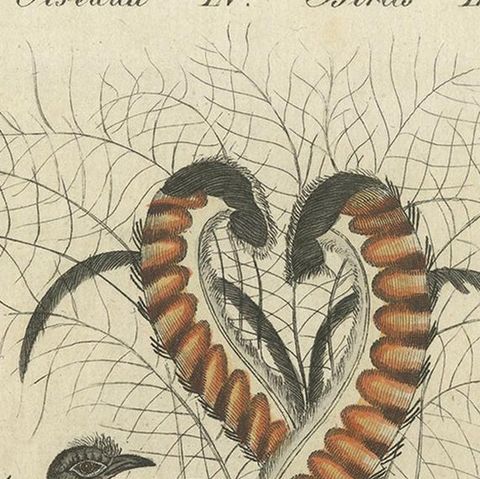 Antique Bird Print of the Lyrebird and Tailorbird by Bertuch 'circa 1800', close-up 1