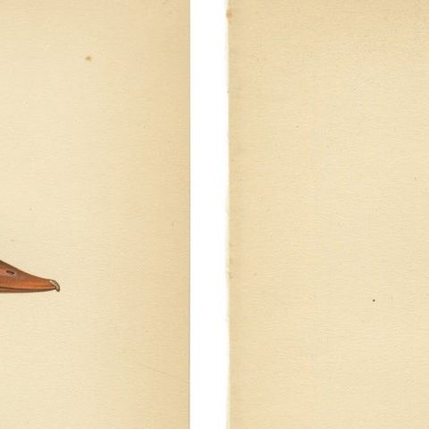 1929 Swedish Ornithology Lithographs Pair, Red-crested Pochard & Goldeneye, close-up 1