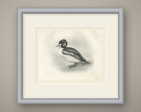 Goldeneye Drake Standing at the Water's Edge after Lilian Medland, c. 1909, shown framed