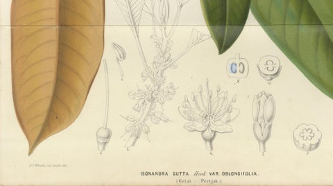 Antique Botanical Lithograph, Isonandra Gutta Percha Plant, de Vriese, 1856, close-up 5