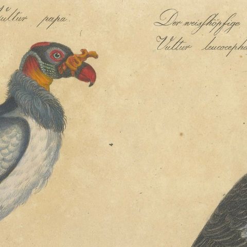 King Vulture, Griffon Vulture & Bearded Vulture Lithograph, 1816, close-up 5