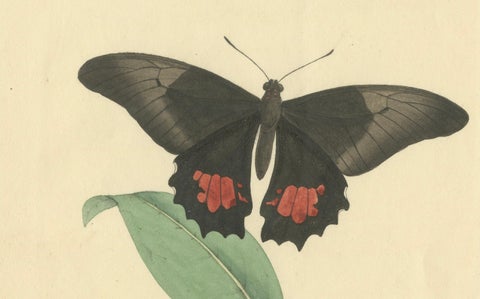 Exquisite Hand-Coloured Butterfly Prints of the 18th and 19th-Century, close-up 2