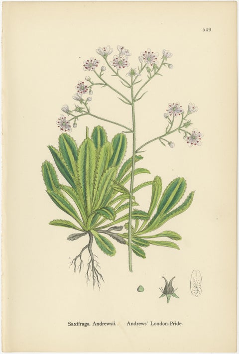 Botanical Engravings of London-Pride Varieties and Yellow Marsh Saxifrage, 1902, view 3