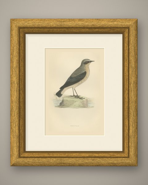 Wheatear Standing by Water, Antique Hand Colored Bird Print, Morris, 1896, shown framed