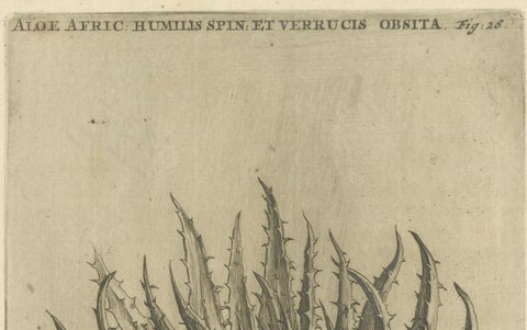 Aloe Afric Humilis Botanical Engraving from Caspar Commelin’s Work, 1706, close-up 3