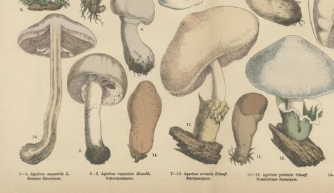 Agaricus Mushrooms, Antique Botanical Lithograph, German Mycology 1885, close-up 3