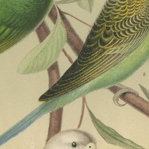 Antique Bird Print of Red-Headed Love-Bird, Undulated Grey-Headed and Parakeet, close-up 2