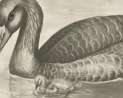 Gray Lag Goose Swimming with a Gosling, Plate CLIX after Lilian Medland, c. 1909, close-up 2