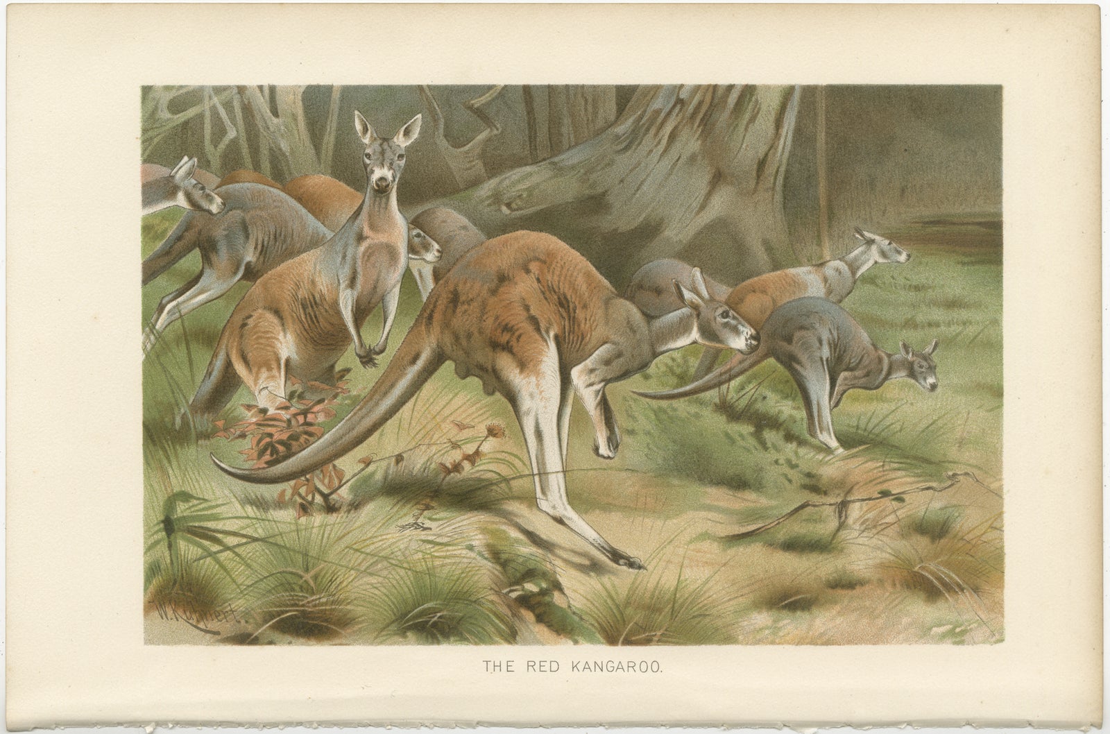 Red Kangaroo, Antique Australian Wildlife Chromolithograph, 1894