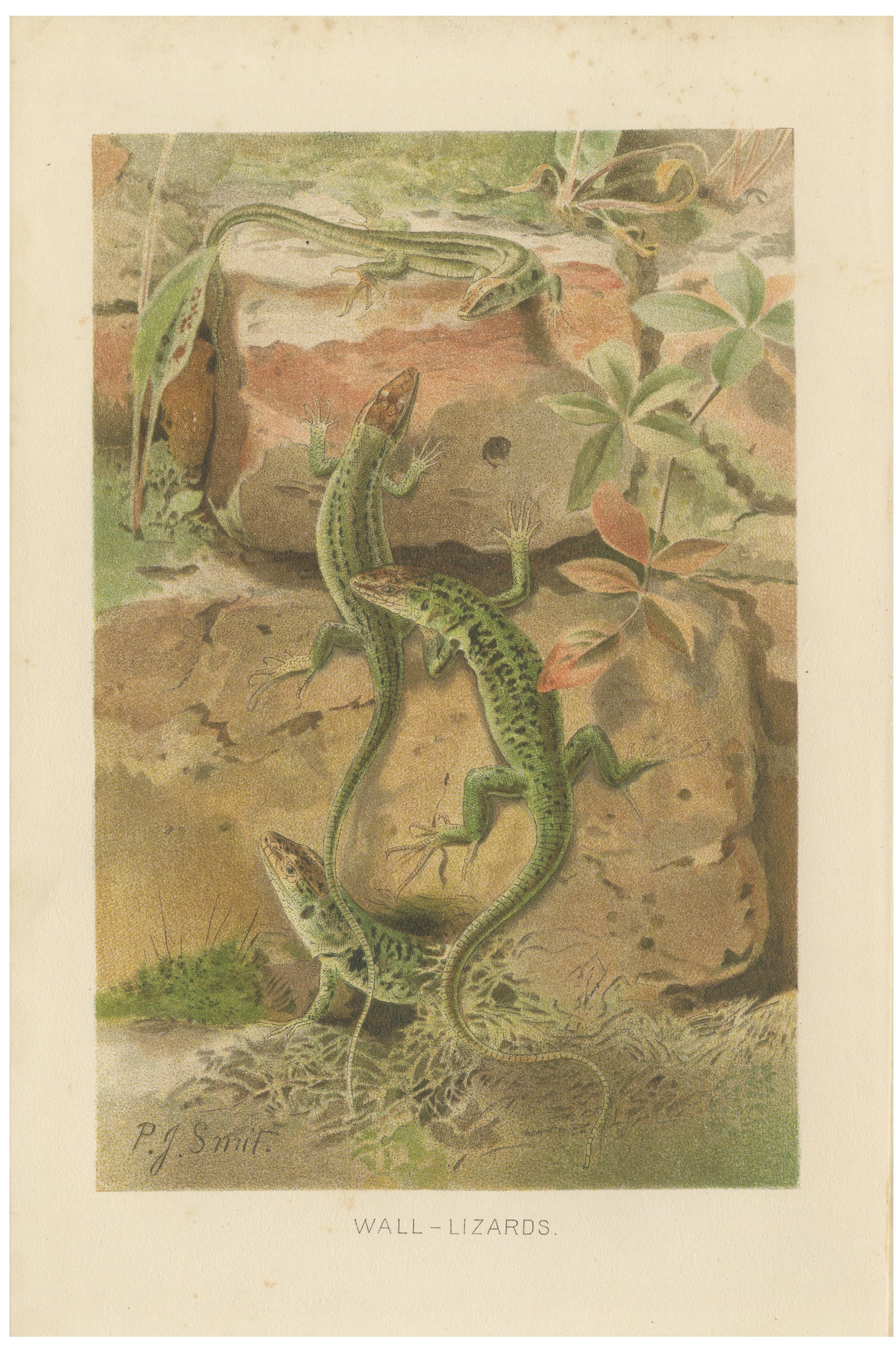 Wall Lizards, Antique Reptile Natural History Print by P.J. Smit, 1895