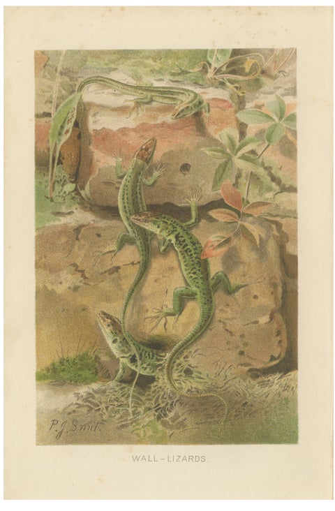 Wall Lizards, Antique Reptile Natural History Print by P.J. Smit, 1895
