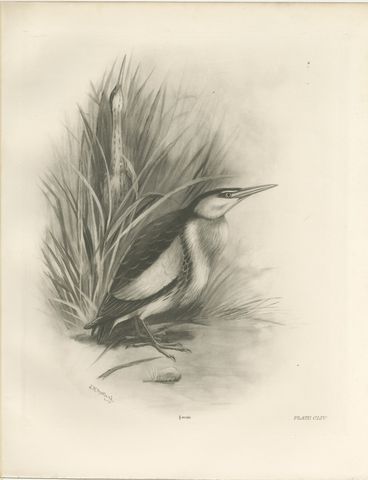 Little Bittern, Antique Bird Print after Lilian Medland, circa 1909