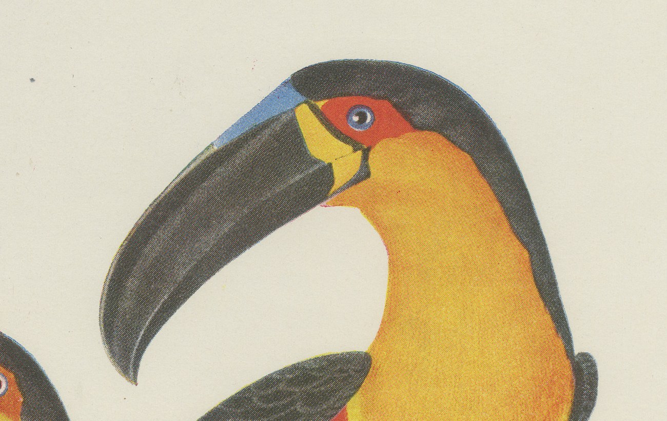 Toucans, Brazilian Bird Print, Descourtilz, 1944, view 4