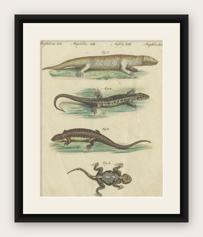 Antique Handcolored Engraving of Lizards and Newts, c.1800, shown framed