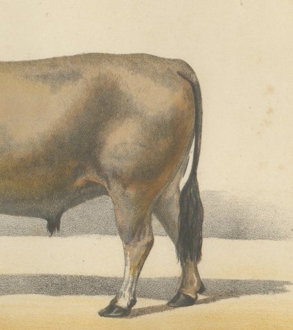 Landaise Ox with Cord Halter, French Cattle Chromolithograph, 1863, close-up 3