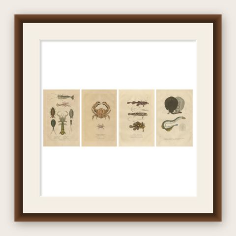 Antiquarian Handcolored Aquatic & Insect Engravings, 1845, shown framed