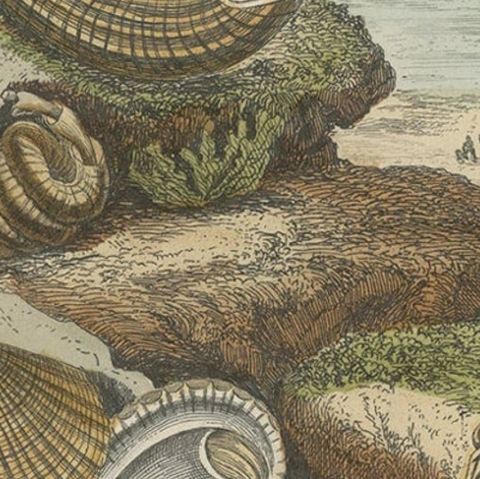 Antique Print of Bivalve Molluscs and Other Molluscs, Sealife, 1854, close-up 2