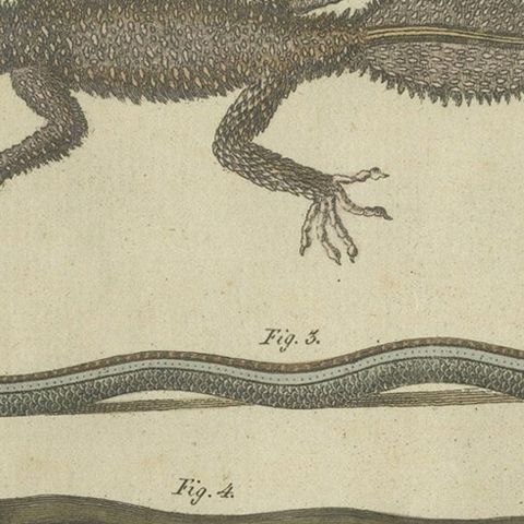 Fascinating 1805 Hand-Colored Engraving of Amphibians and Reptiles, close-up 6