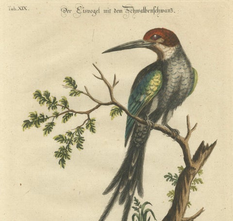 The Surinamese Kingfisher Bird with the Swallow Tail - Engraved in 1749, close-up 4
