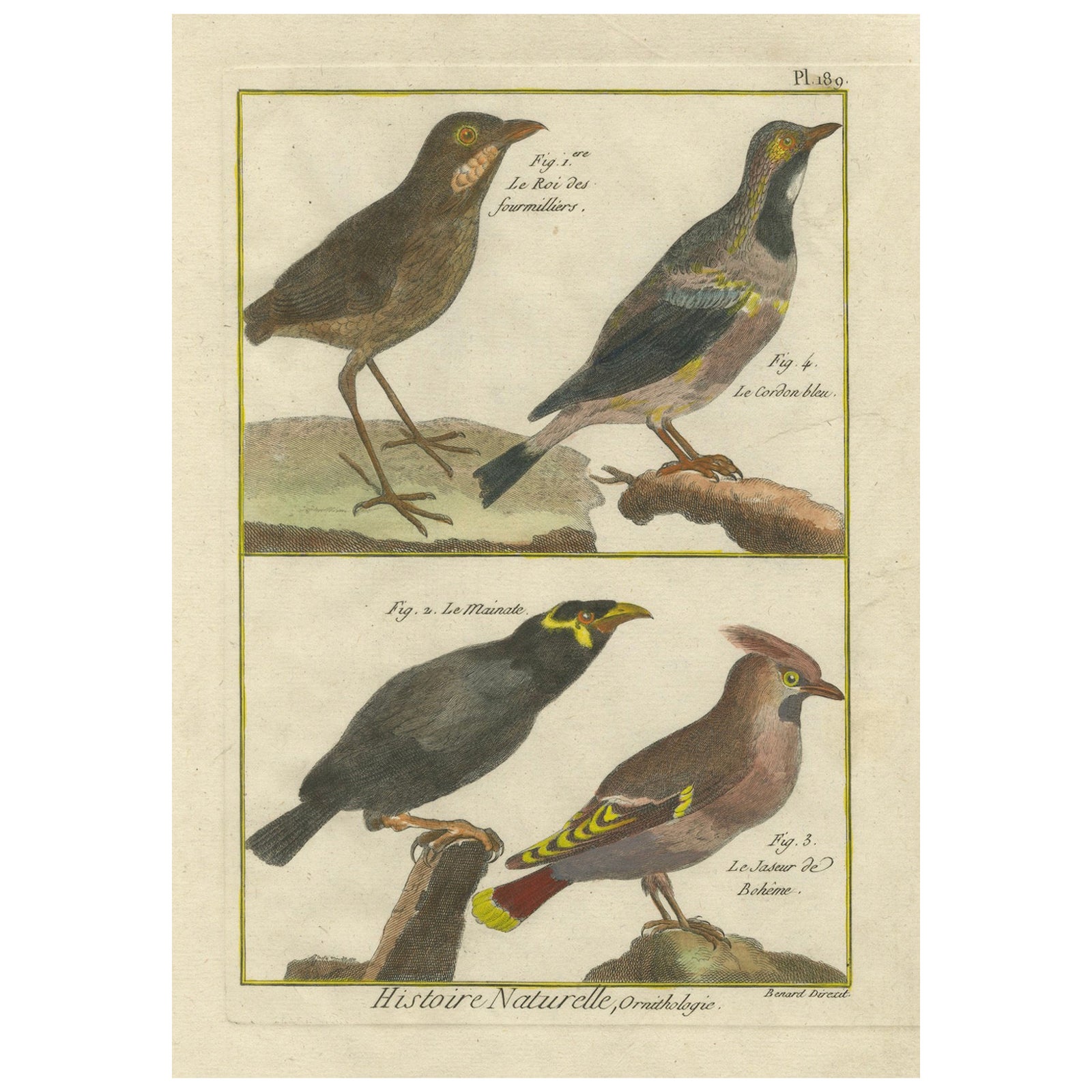Hand-Colored Engraving of Diverse Bird Species from Histoire Naturelle, 1790