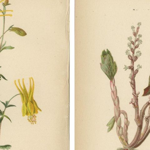 Native US Flora - Four Original Botanical Chromolithograps, 1879, close-up 1