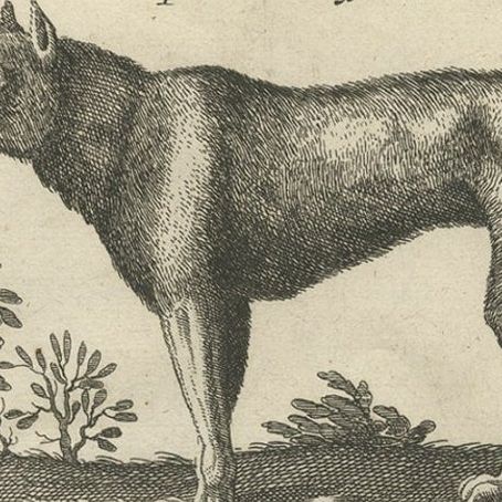 Original Antique Engraving of a Vox, Wolf and Hyenas, 1657, close-up 2