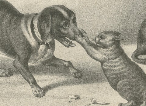 19th-Century Lithograph of Hunting Dogs and Dachshunds Interacting with Cats, close-up 2