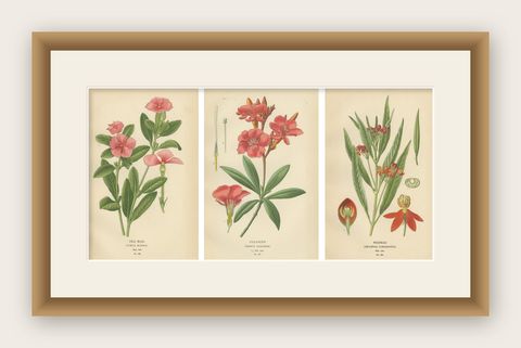 1897 Botanical Prints, Vinca, Oleander, and Redhead Milkweed, shown framed