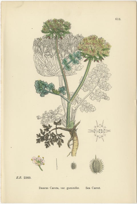 Elegant British Botanical Trio, Hand-Colored Wild Carrot Prints, England 1902, view 4