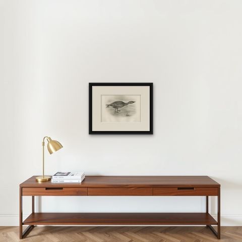 Grey Goose Walking, Antique Bird Print after Lilian Medland, circa 1909, shown framed on a wall