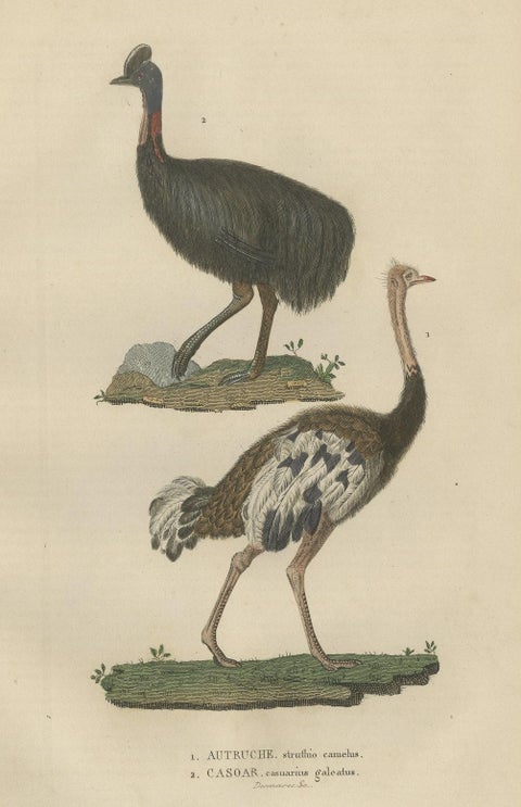 Decorative Old Hand-Colored Bird Print of an Ostrich and Cassowary, close-up 1