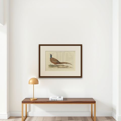 Antique Bird Print of the Common Pheasant 'Male' by Sepp & Nozeman, 1789, shown framed on a wall