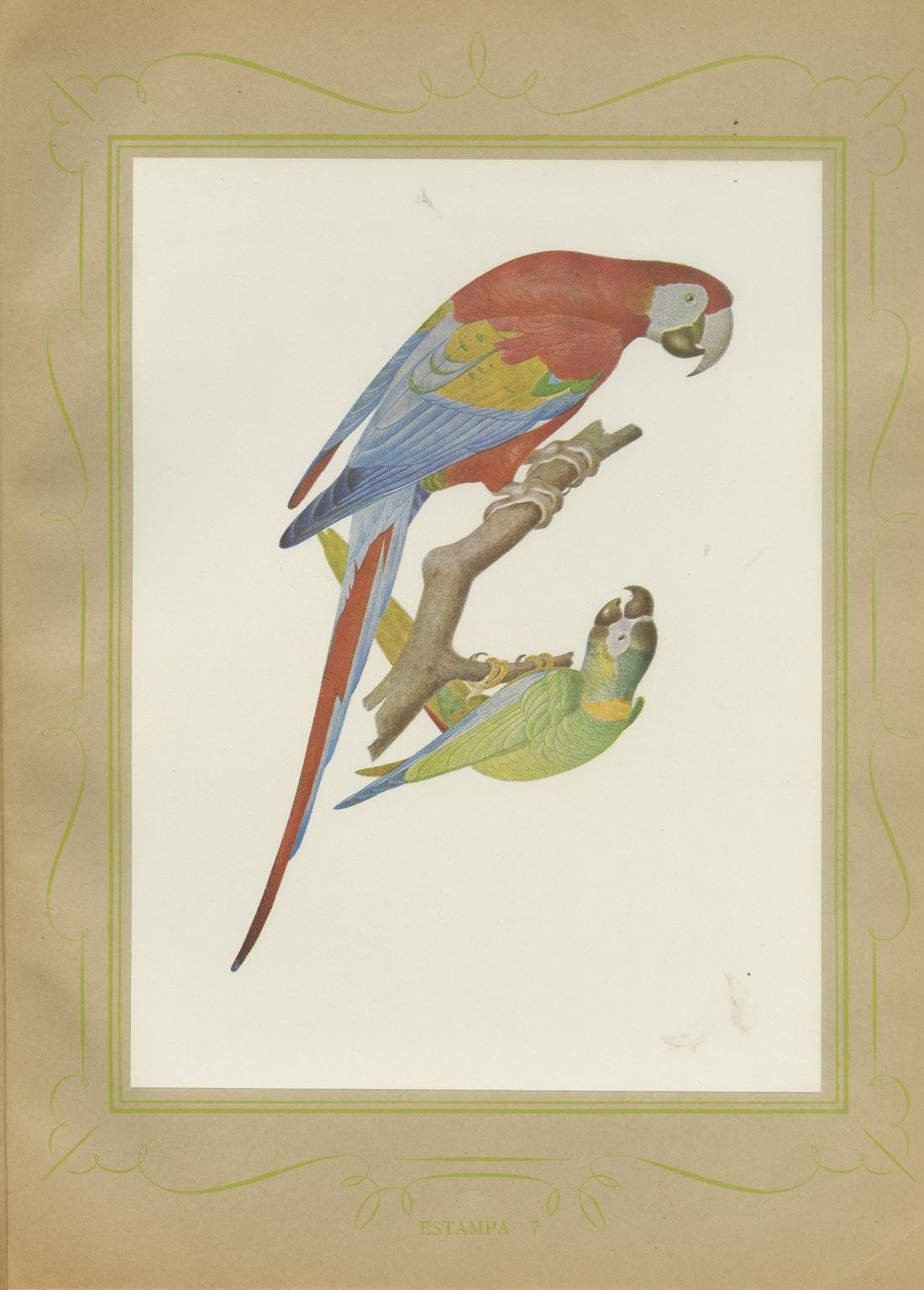 Scarlet Macaw with Parakeets, Brazilian Bird Print, Descourtilz, 1944