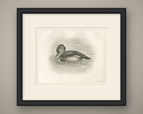 Red-breasted Merganser Duck with Downy Young after Lilian Medland, c. 1909, shown framed