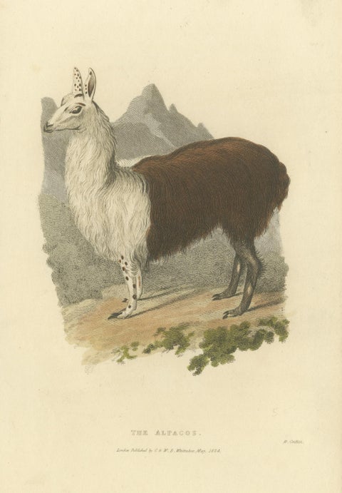 Antique Print with Hand Coloring of an Alpaca, view 3