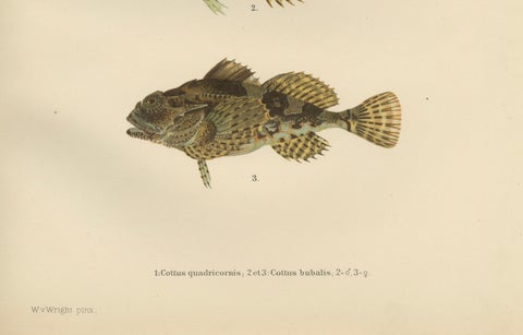 Fourhorn Sculpin and Long-Spined Bullhead - Intricate Scandinavian Fish Litho, close-up 1