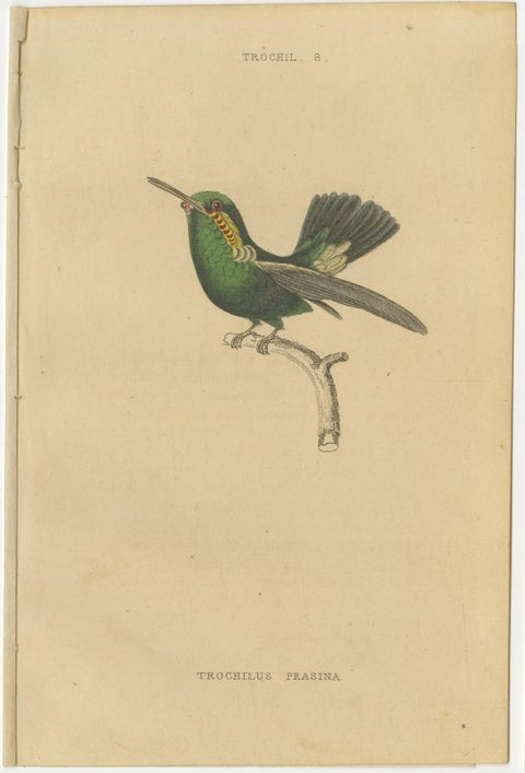 Hummingbird Bird Prints, Handcolored Fiery-Tailed Hummingbirds by Jardine, 1837, view 8