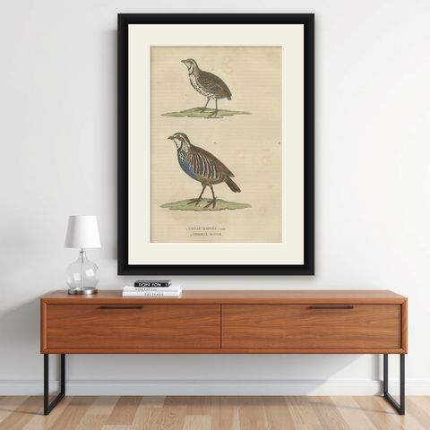 Handcolored Bird Print of a Male Quail and a Red-Legged Partridge, shown framed on a wall